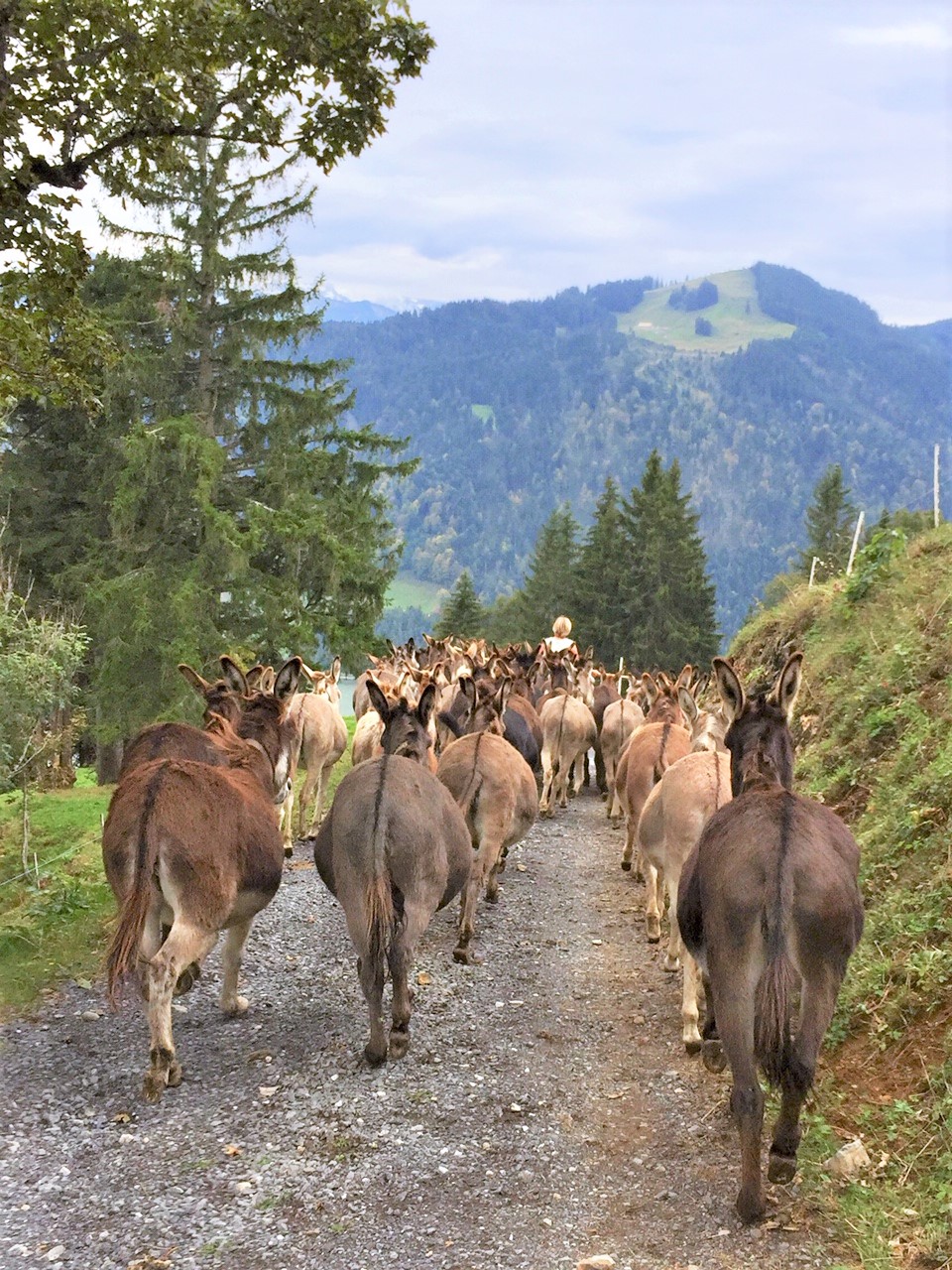 Alpaufzug 9.Mai 2026